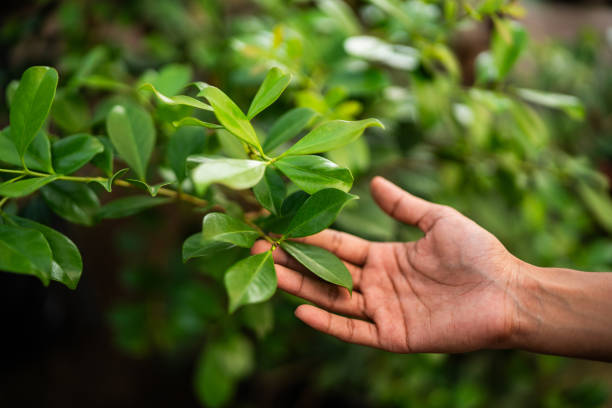 How Our Tree Care Process Works  in  Providence Village, TX