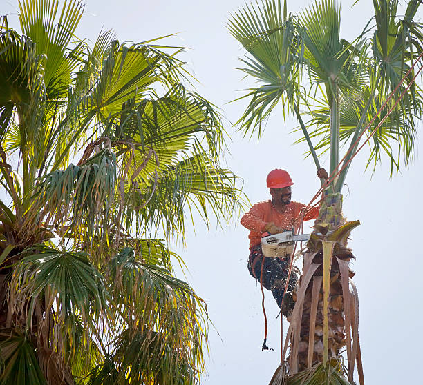 Best Root Management and Removal  in Providence Village, TX