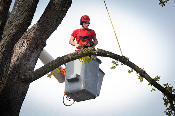 Best Seasonal Cleanup (Spring/Fall)  in Providence Village, TX