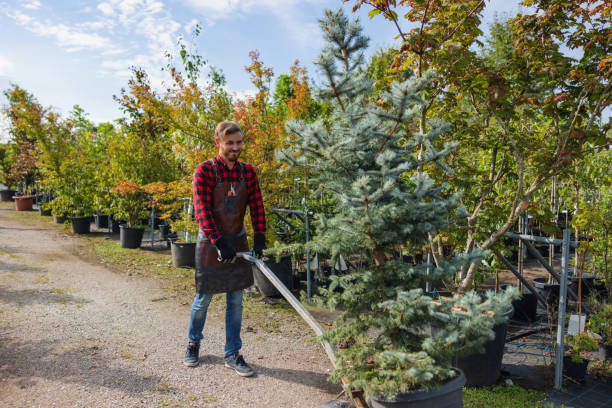 Tree and Shrub Care in Providence Village, TX